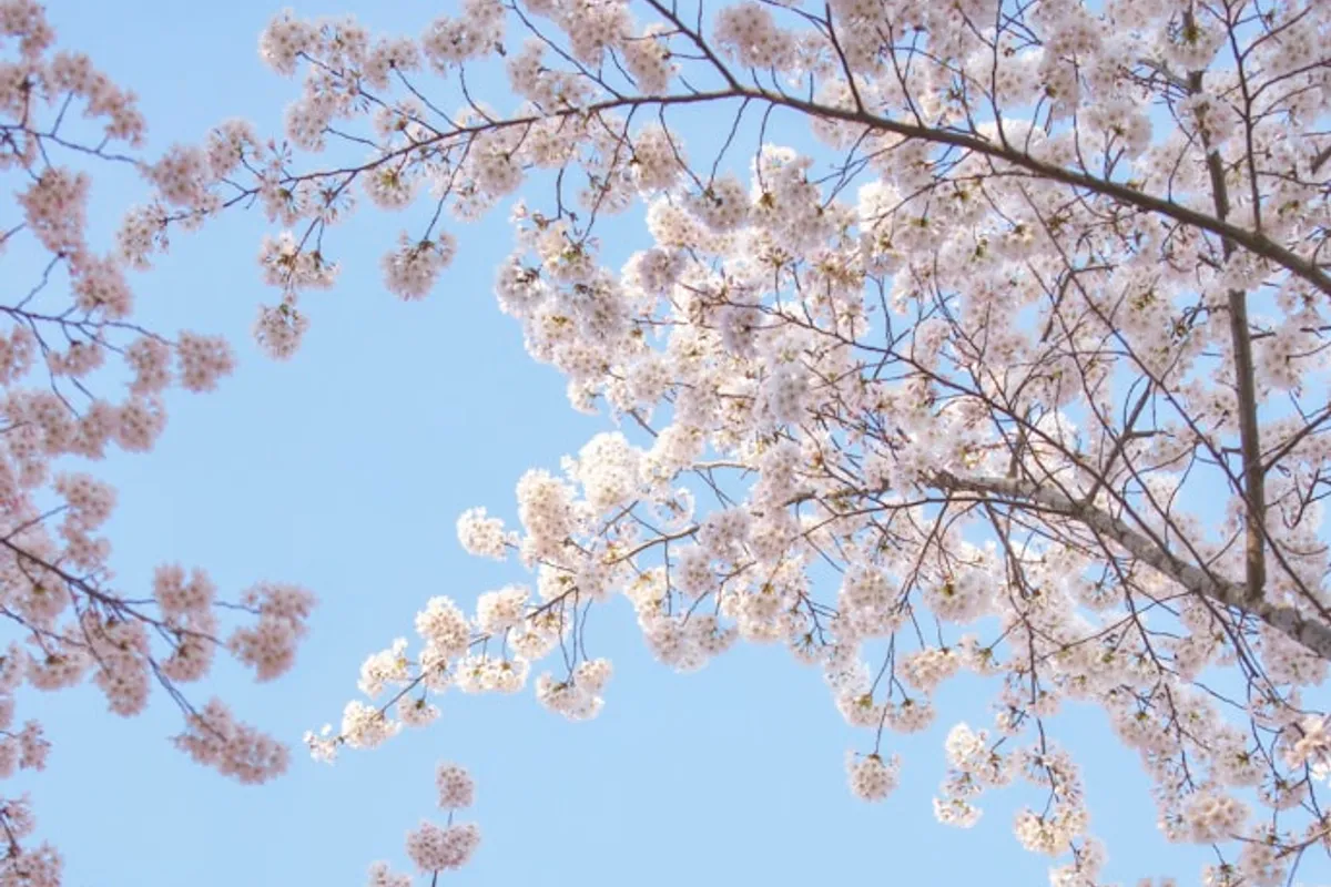 Cherry Blossom Season celebration in China