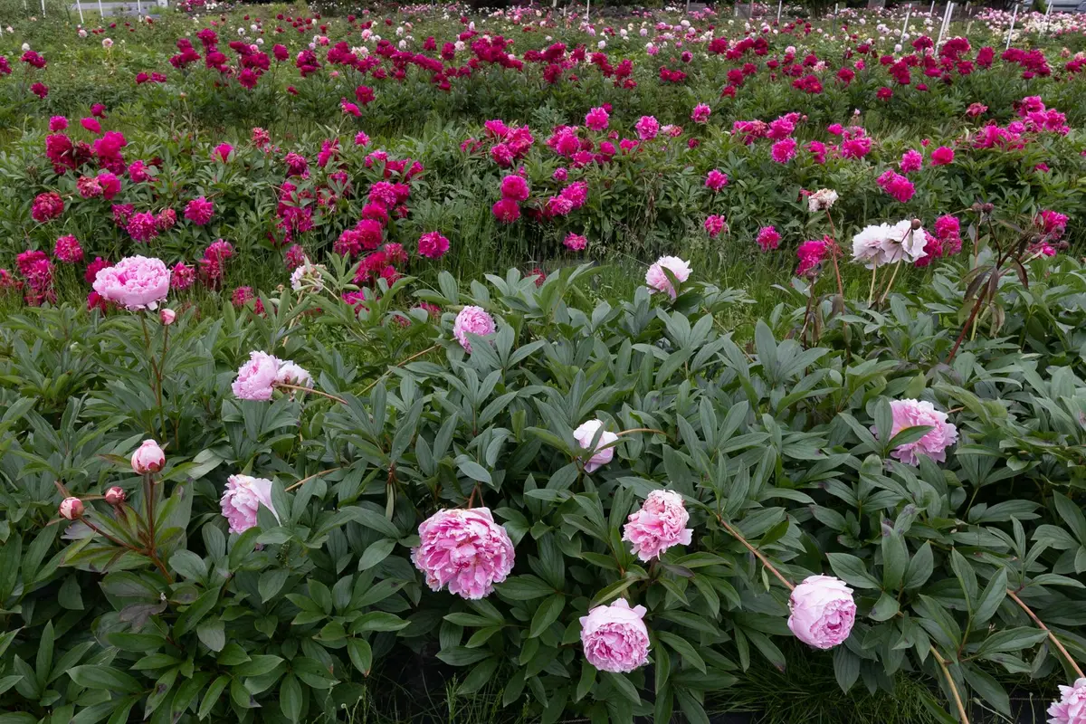 Luoyang Peony Festival celebration in China